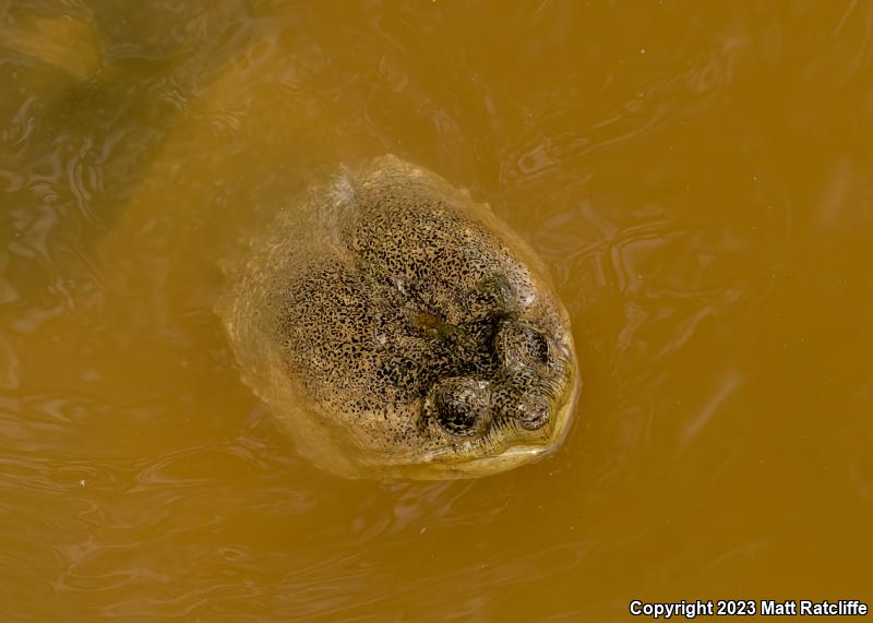 Eastern Snapping Turtle (Chelydra serpentina serpentina)