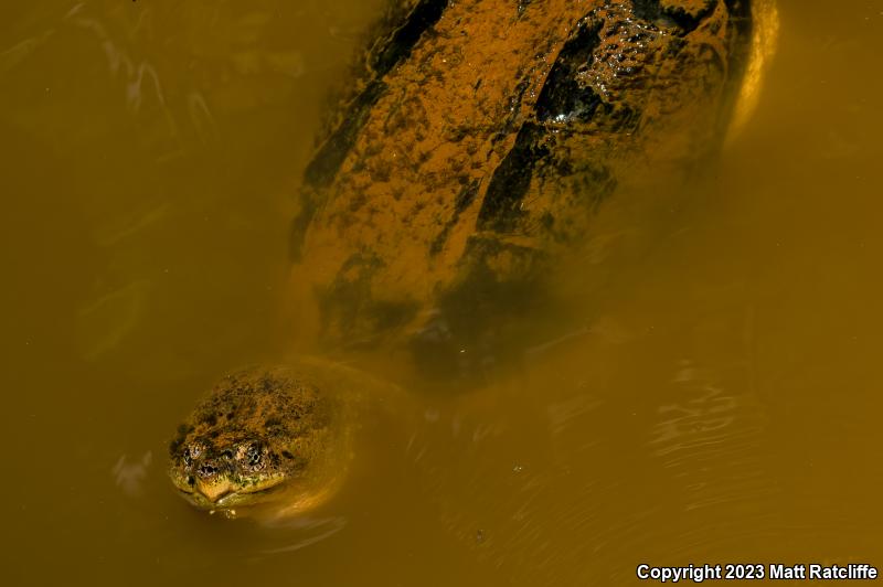 Eastern Snapping Turtle (Chelydra serpentina serpentina)