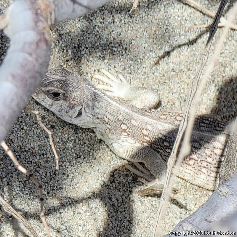 Northern Desert Iguana (Dipsosaurus dorsalis dorsalis)