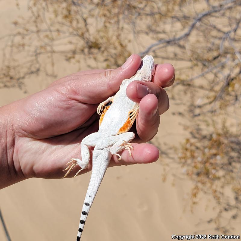 Colorado Desert Fringe-toed Lizard (Uma notata)