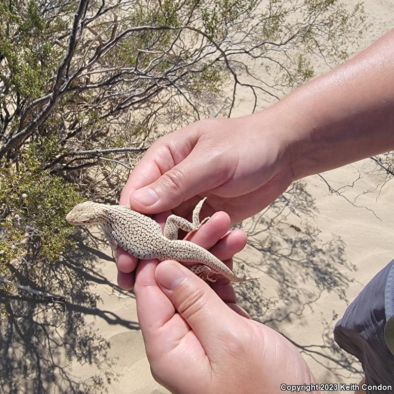 Colorado Desert Fringe-toed Lizard (Uma notata)