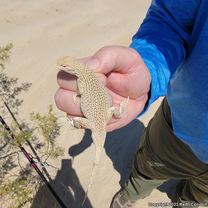 Colorado Desert Fringe-toed Lizard (Uma notata)