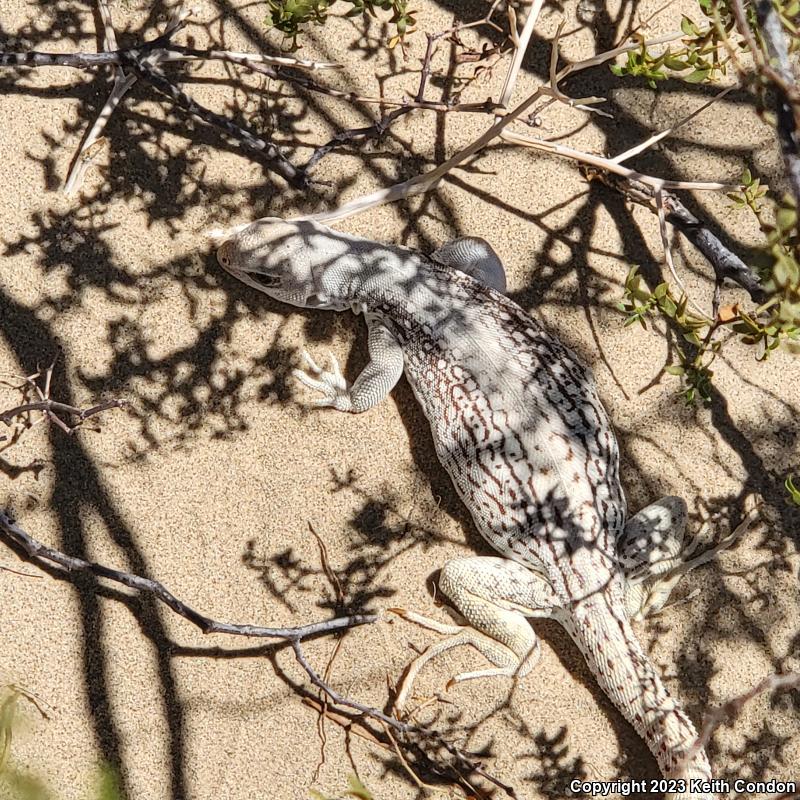 Northern Desert Iguana (Dipsosaurus dorsalis dorsalis)