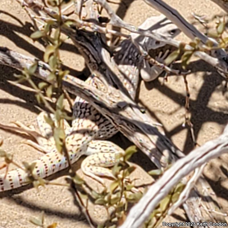 Northern Desert Iguana (Dipsosaurus dorsalis dorsalis)