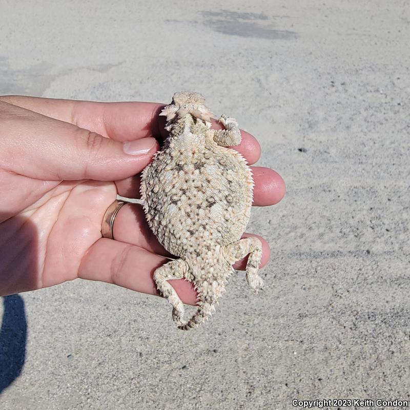 Southern Desert Horned Lizard (Phrynosoma platyrhinos calidiarum)