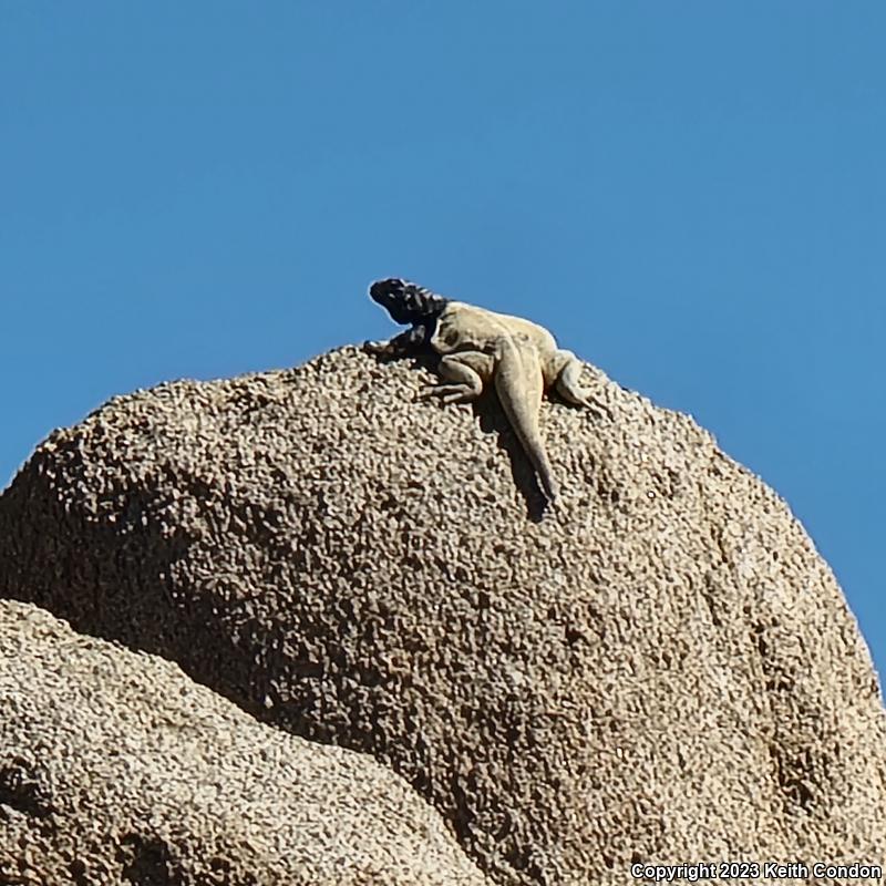 Common Chuckwalla (Sauromalus ater)