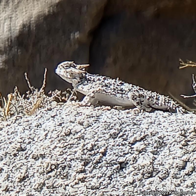 Southern Desert Horned Lizard (Phrynosoma platyrhinos calidiarum)