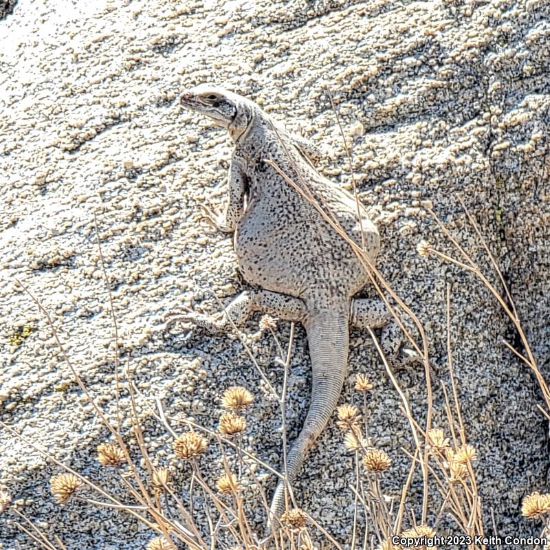 Common Chuckwalla (Sauromalus ater)