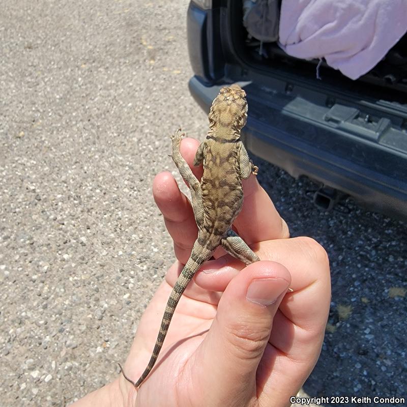 Banded Rock Lizard (Petrosaurus mearnsi)