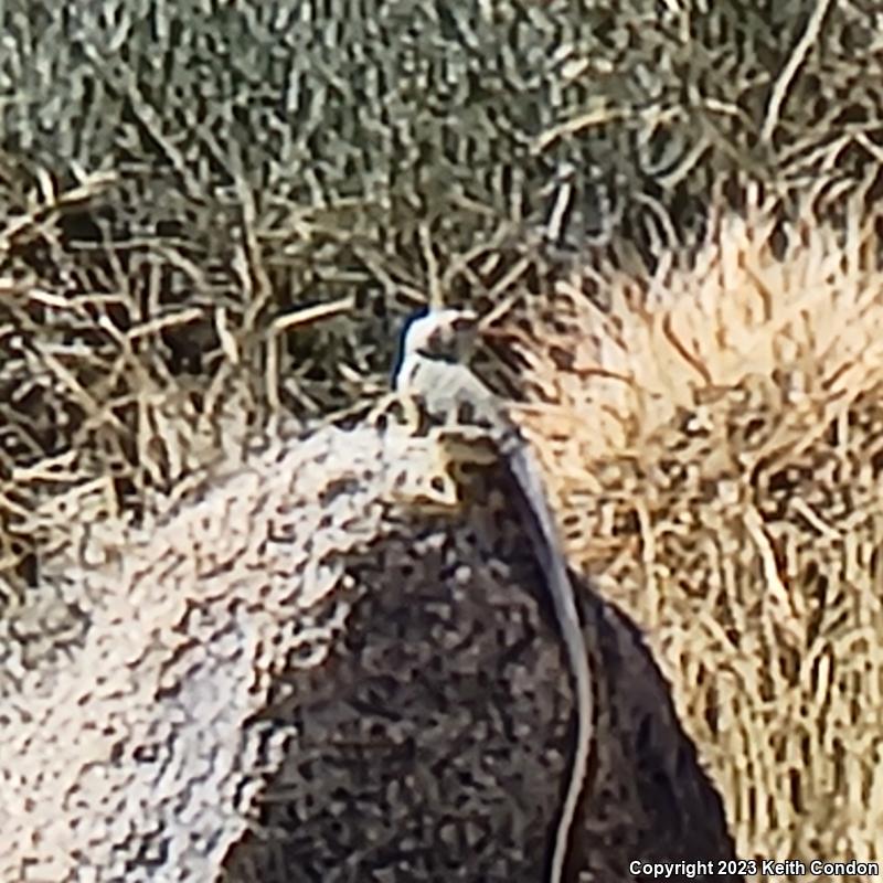 Baja California Collared Lizard (Crotaphytus vestigium)