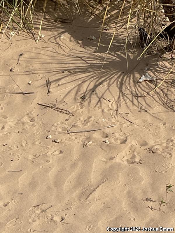 Chihuahuan Spotted Whiptail (Aspidoscelis exsanguis)