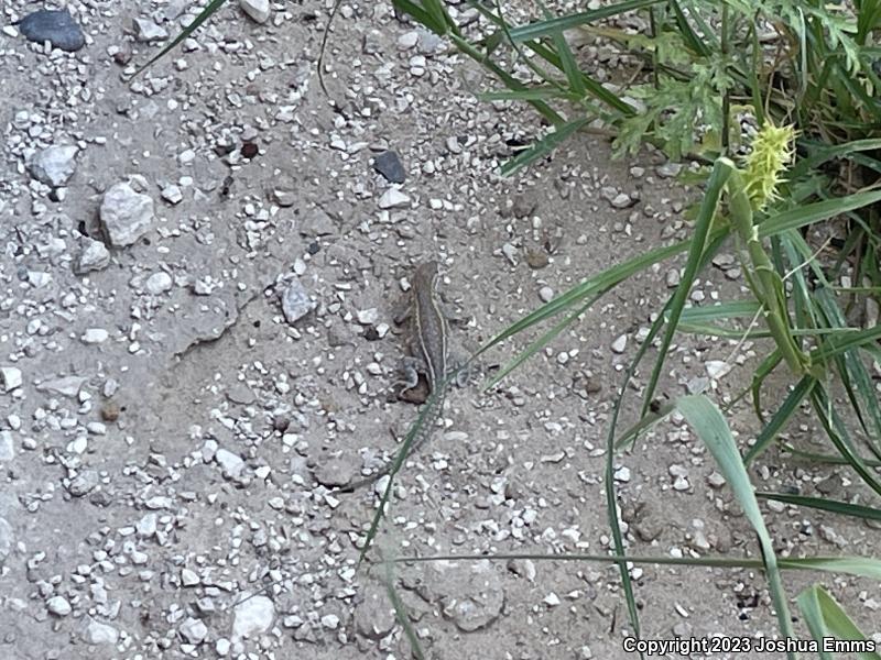 Eastern Side-blotched Lizard (Uta stansburiana stejnegeri)