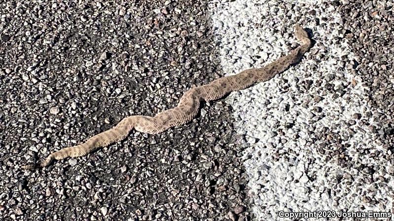 Prairie Rattlesnake (Crotalus viridis)