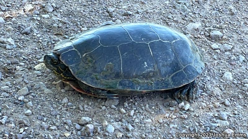 Western Painted Turtle (Chrysemys picta bellii)