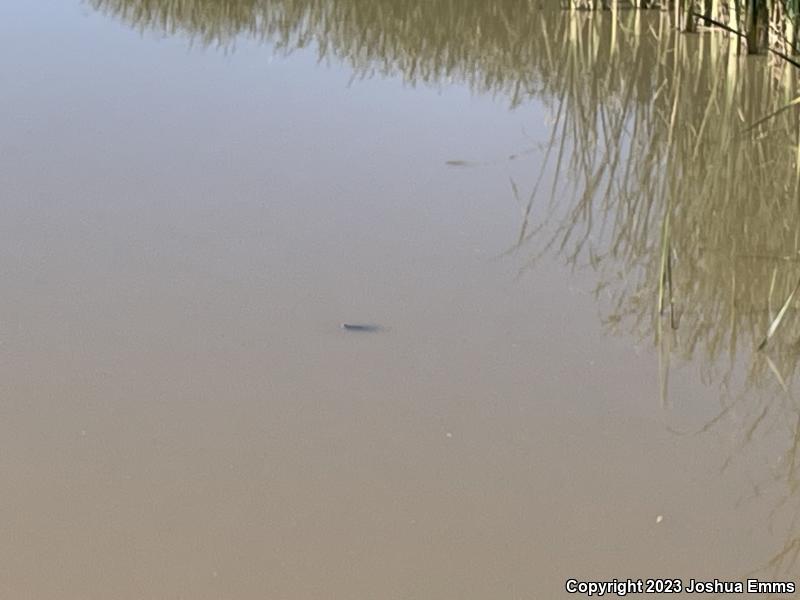 Western Painted Turtle (Chrysemys picta bellii)