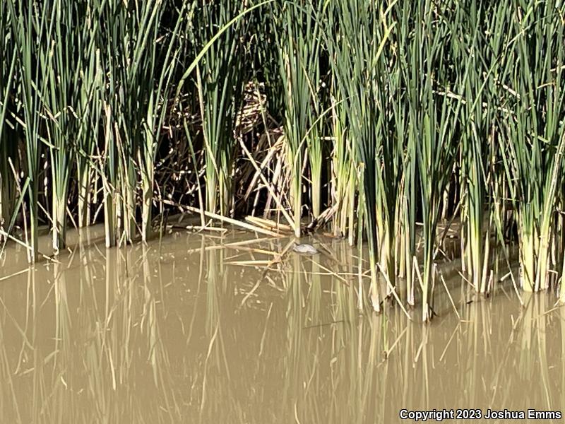 Big Bend Slider (Trachemys gaigeae gaigeae)