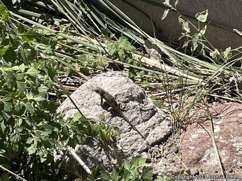 Twin-spotted Spiny Lizard (Sceloporus bimaculosus)