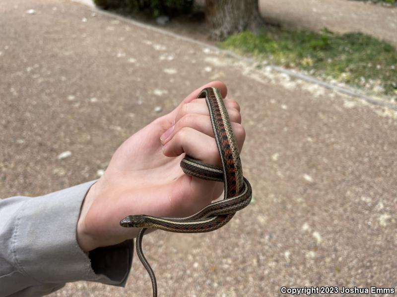 New Mexico Gartersnake (Thamnophis sirtalis dorsalis)