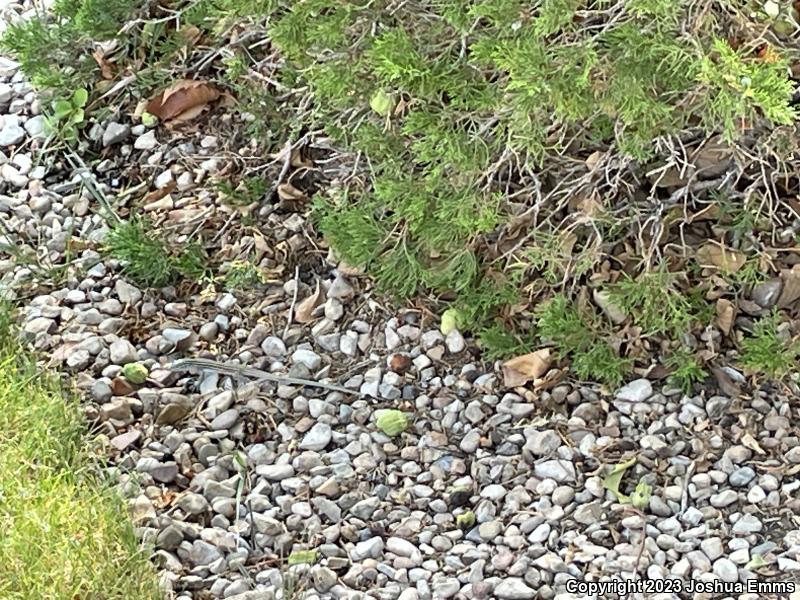 New Mexico Whiptail (Aspidoscelis neomexicana)