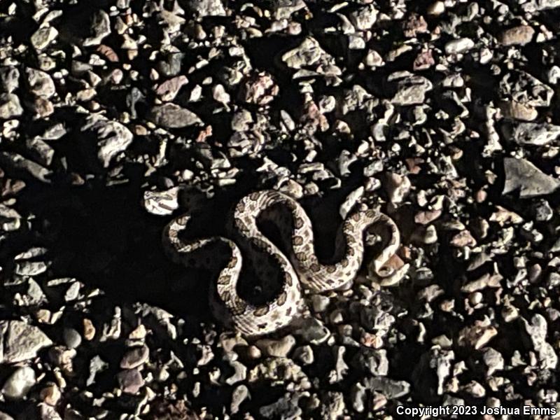 Desert Massasauga (Sistrurus catenatus edwardsii)