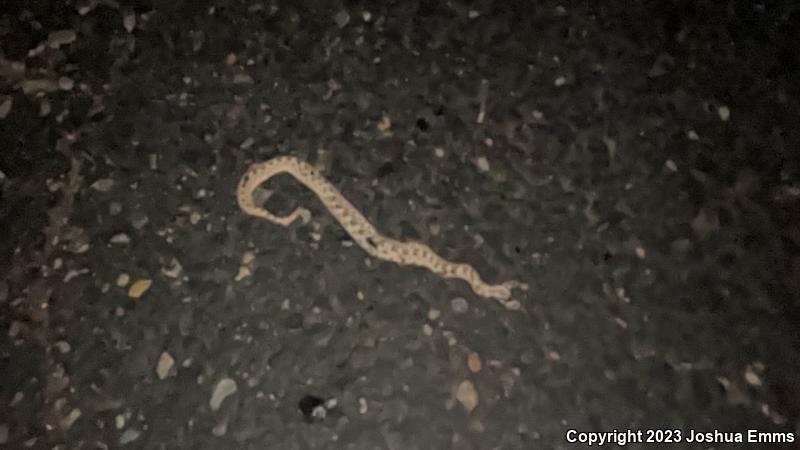 Desert Massasauga (Sistrurus catenatus edwardsii)