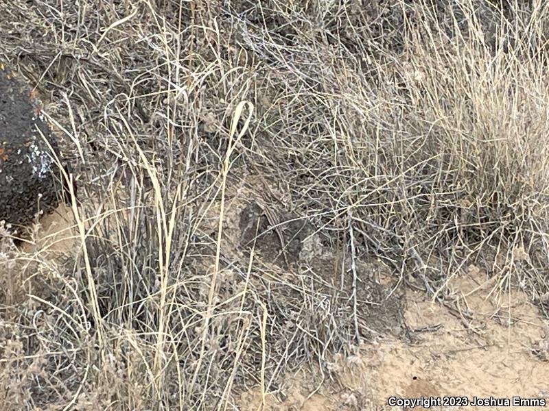 Eastern Side-blotched Lizard (Uta stansburiana stejnegeri)