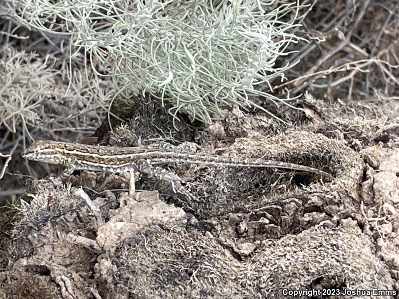 Eastern Side-blotched Lizard (Uta stansburiana stejnegeri)