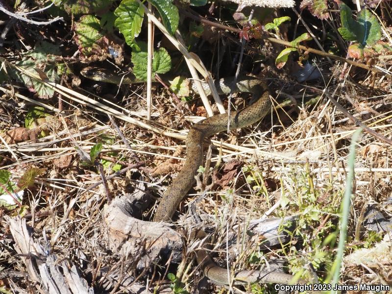 Western Yellow-bellied Racer (Coluber constrictor mormon)