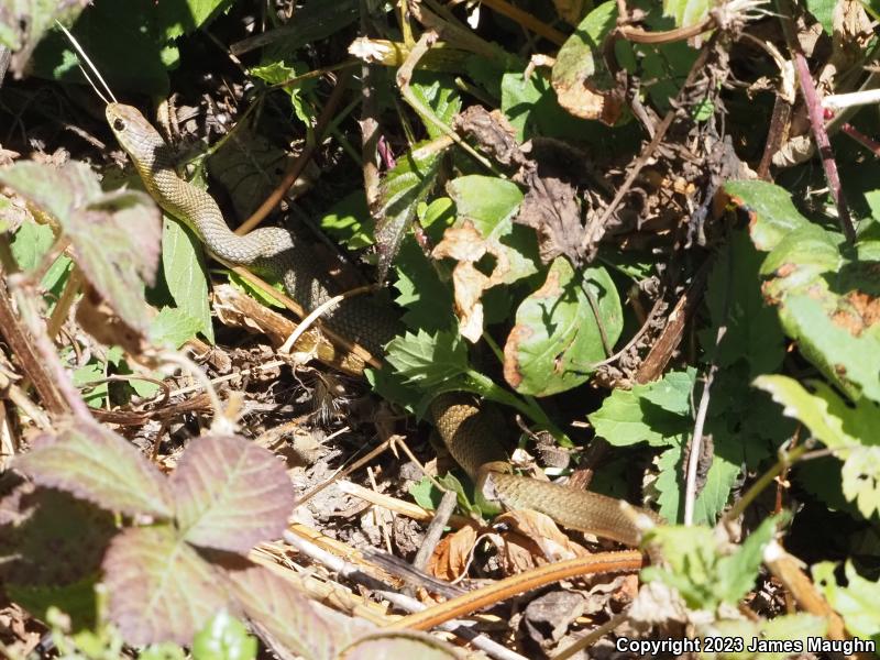 Western Yellow-bellied Racer (Coluber constrictor mormon)