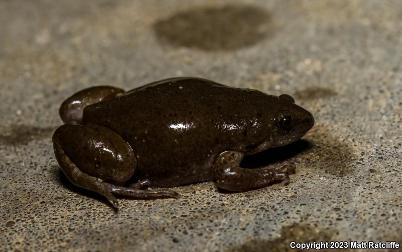 Western Narrow-mouthed Toad (Gastrophryne olivacea)