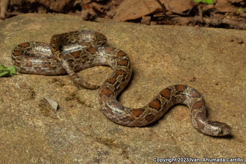 Blotched Hook-nosed Snake (Ficimia publia)