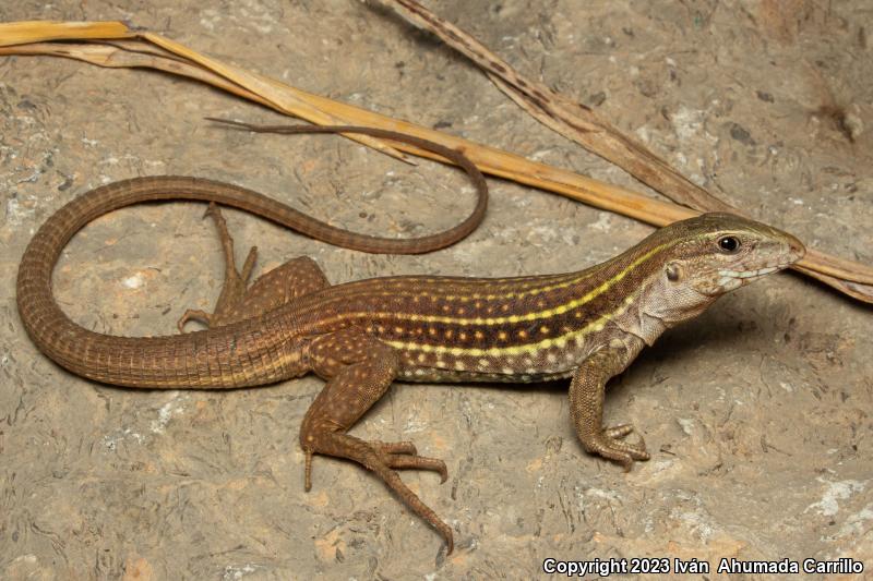 Colima Giant Whiptail (Aspidoscelis communis communis)