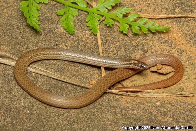 Pacific Coast Centipede Snake (Tantilla calamarina)