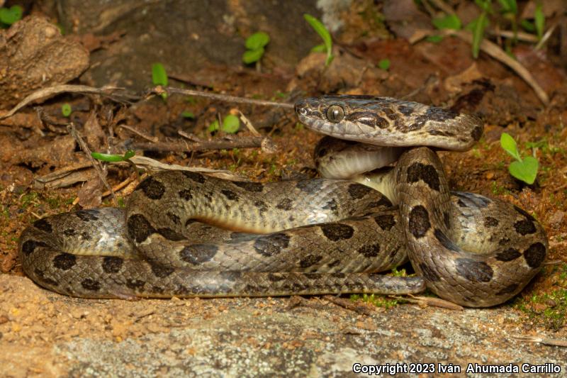 Bresson's Splendid Cat-eyed Snake (Leptodeira splendida bressoni)