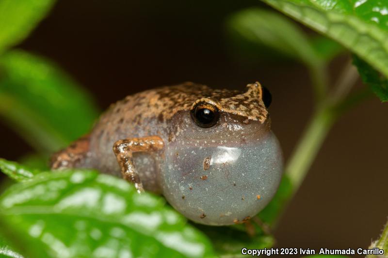 Rainfrogs (Eleutherodactylus)