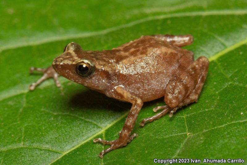 Rainfrogs (Eleutherodactylus)