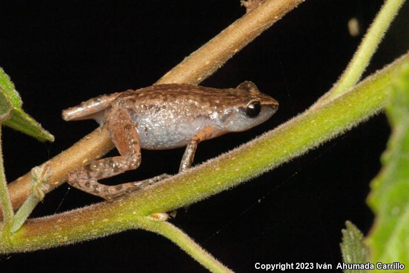 Rainfrogs (Eleutherodactylus)