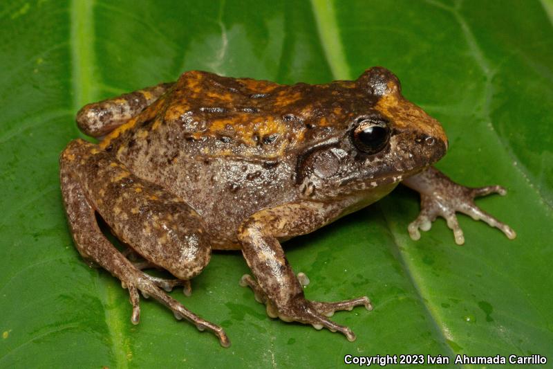 Taylor's Barking Frog (Craugastor occidentalis)