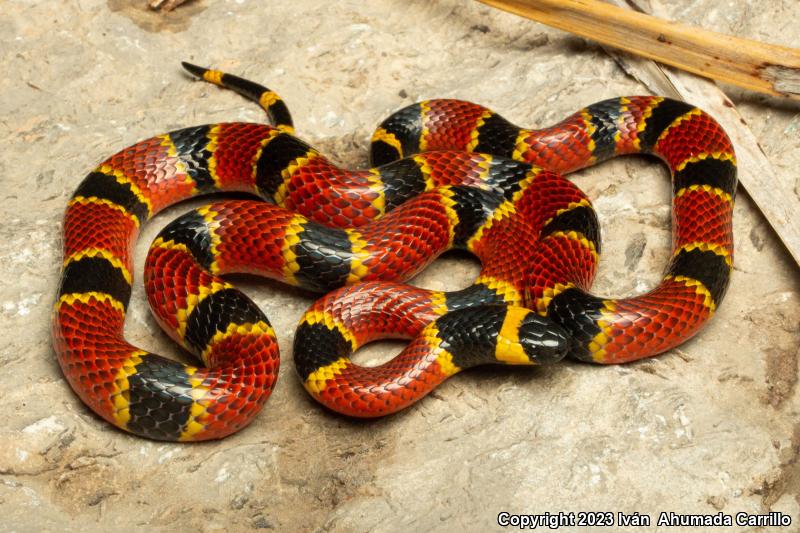 Sierra Madre Coralsnake (Micrurus browni)