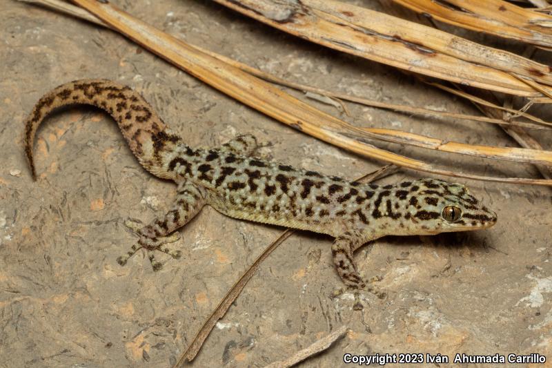 Davis's Leaf-toed Gecko (Phyllodactylus davisi)