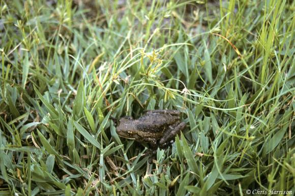 Veined Treefrog (Trachycephalus venulosus)