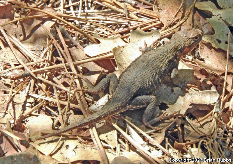 Western Sagebrush Lizard (Sceloporus graciosus gracilis)