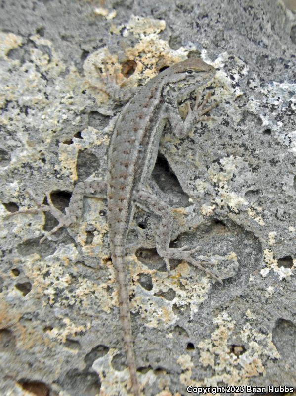 Western Sagebrush Lizard (Sceloporus graciosus gracilis)