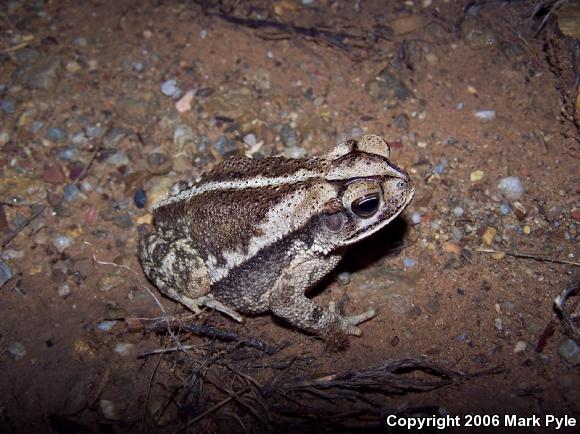 Gulf Coast Toad (Ollotis nebulifer)