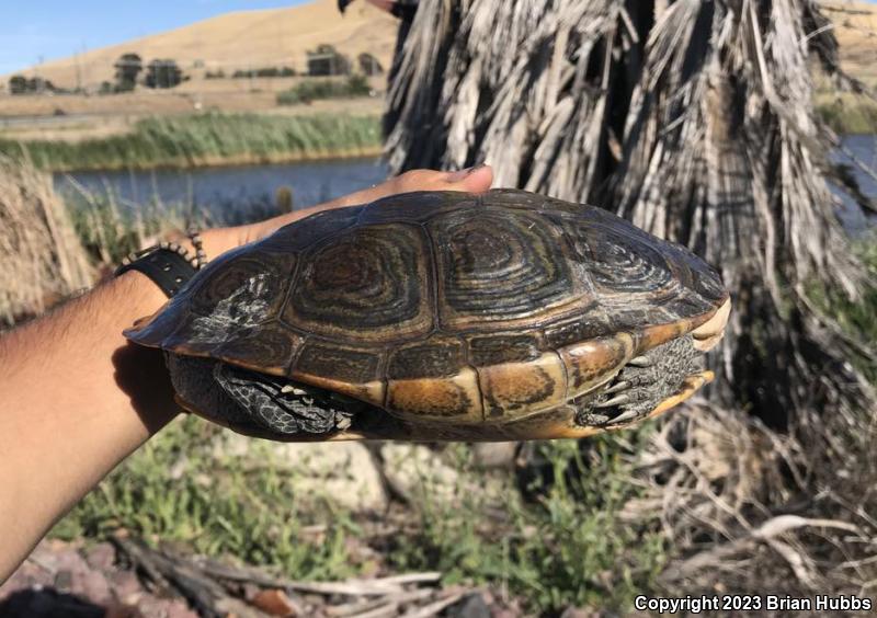 Northern Diamond-backed Terrapin (Malaclemys terrapin terrapin)