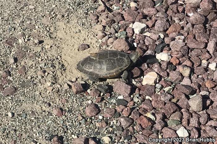 Northern Diamond-backed Terrapin (Malaclemys terrapin terrapin)