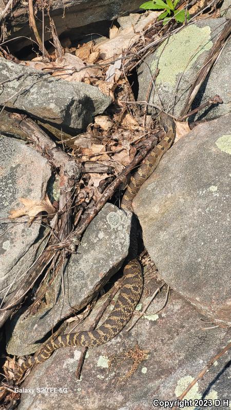 Eastern Hog-nosed Snake (Heterodon platirhinos)