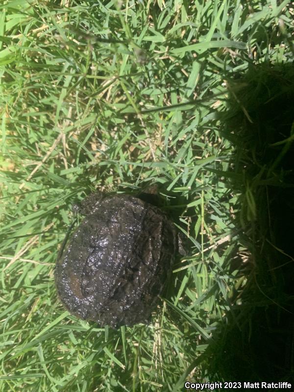 Eastern Snapping Turtle (Chelydra serpentina serpentina)