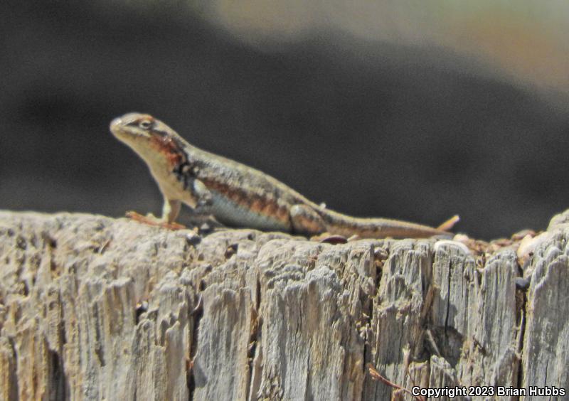 Western Sagebrush Lizard (Sceloporus graciosus gracilis)