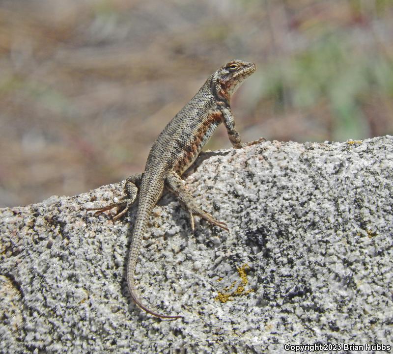 Western Sagebrush Lizard (Sceloporus graciosus gracilis)